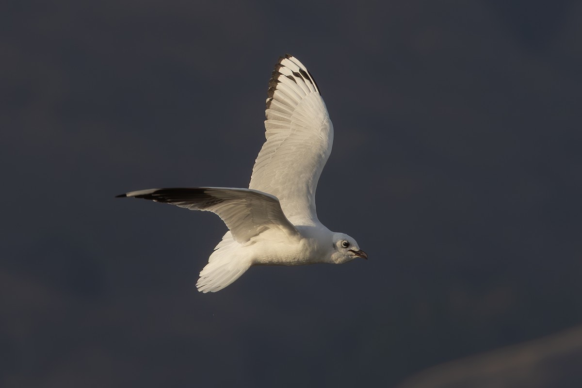 Andean Gull - ML642407981