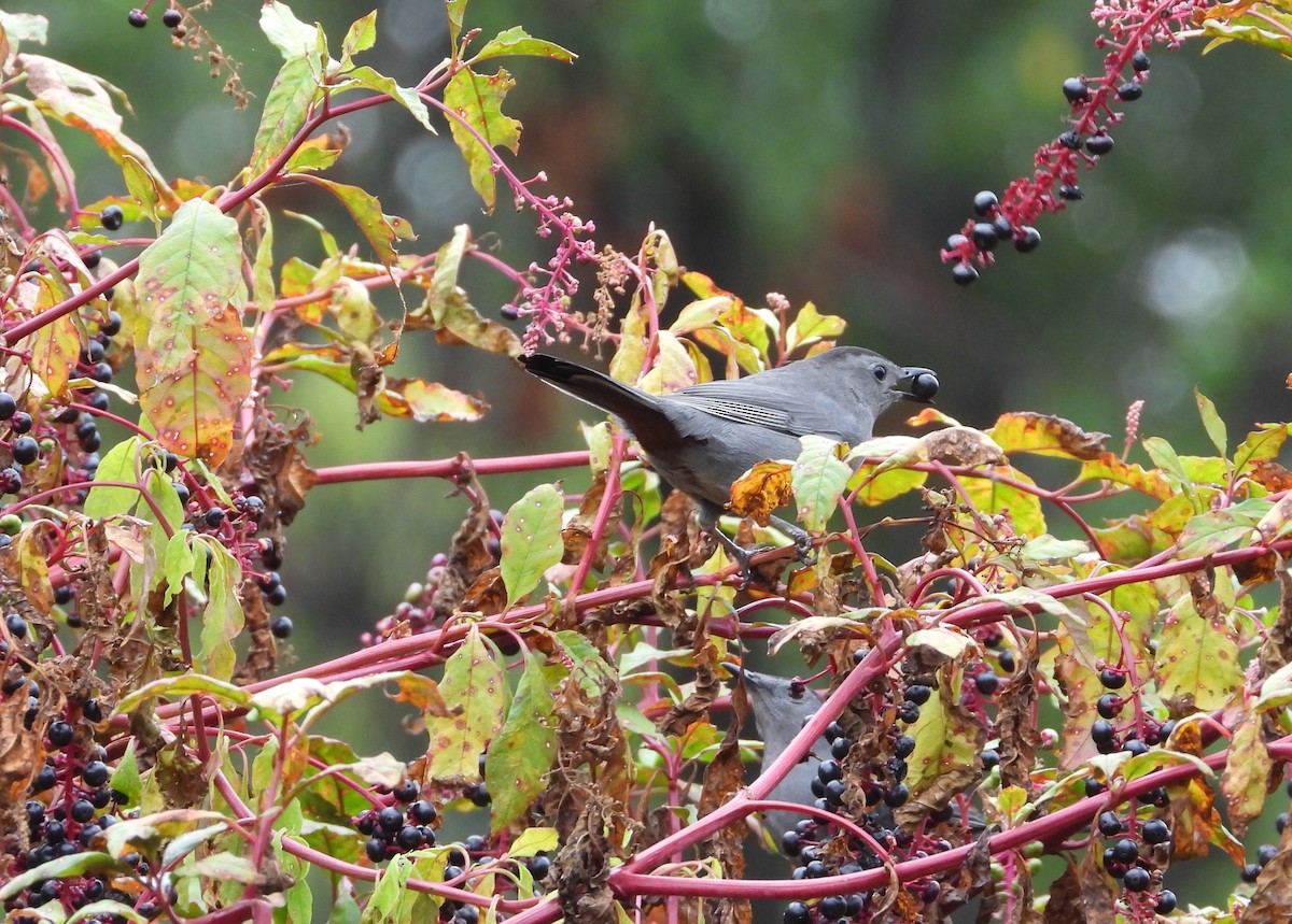 Gray Catbird - ML642407982
