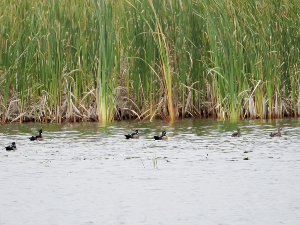 Wood Duck - ML642407983