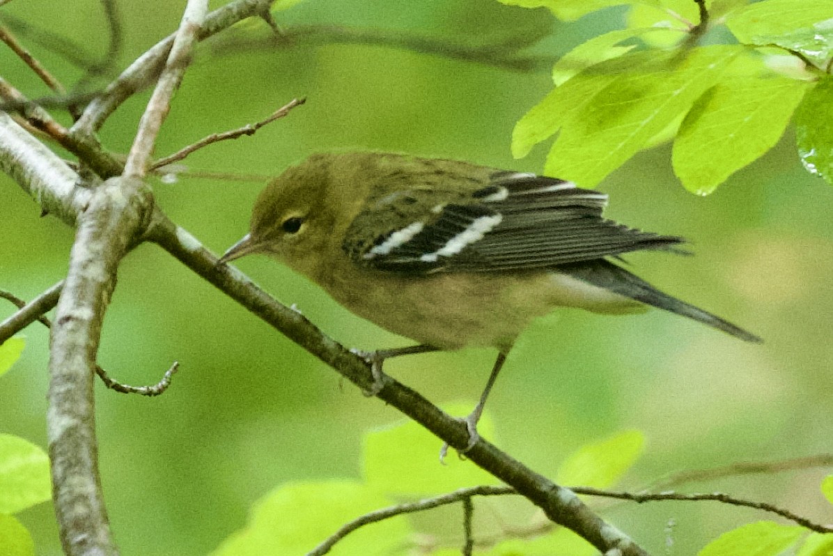 Bay-breasted Warbler - ML642407984