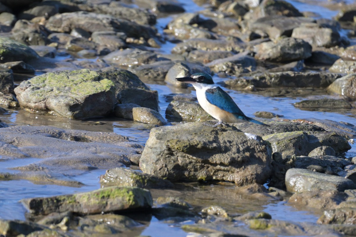 Forest Kingfisher - ML642407985