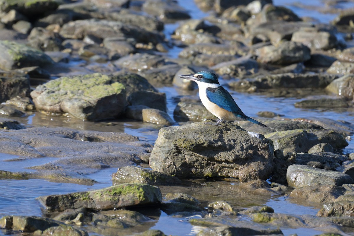 Forest Kingfisher - ML642407986