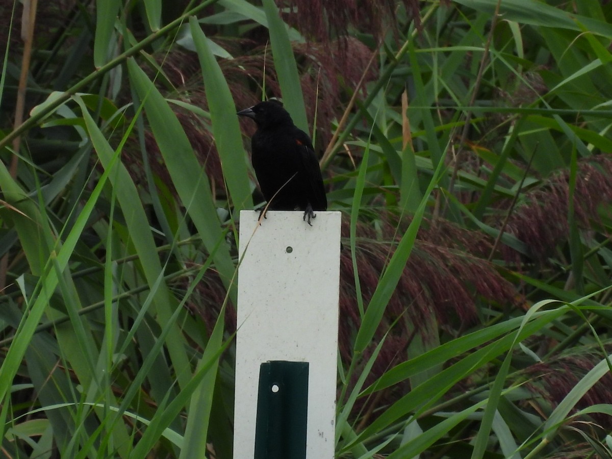 Red-winged Blackbird - ML642407988