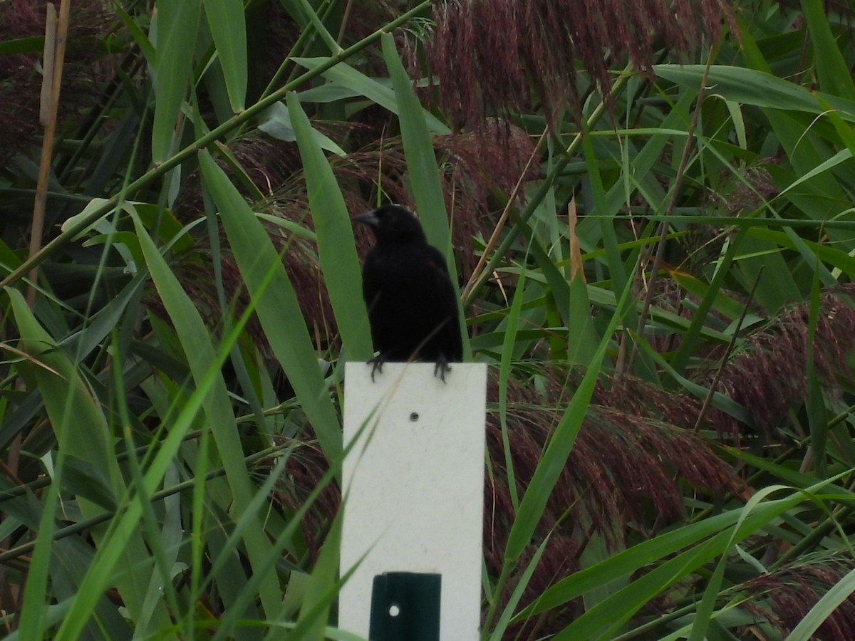Red-winged Blackbird - ML642407989