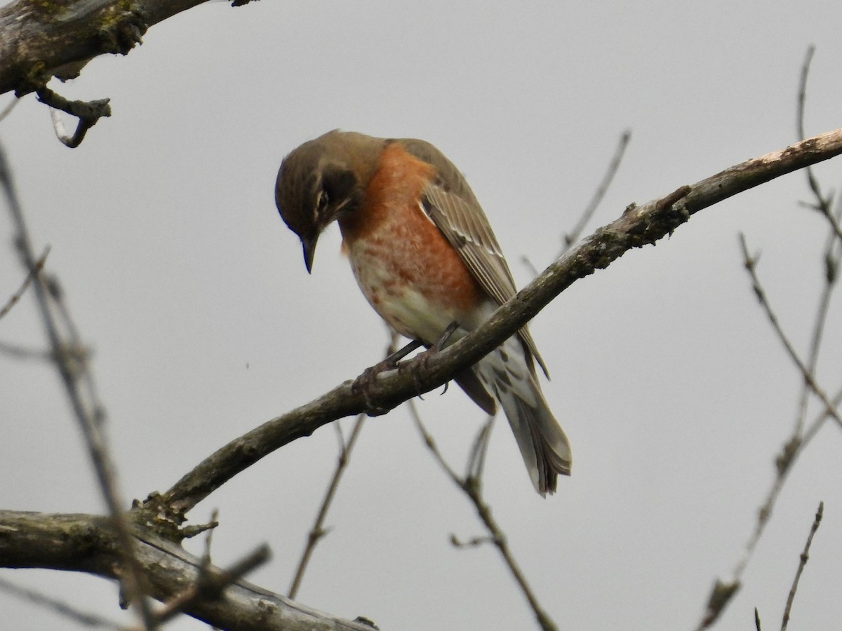 American Robin - ML642407990