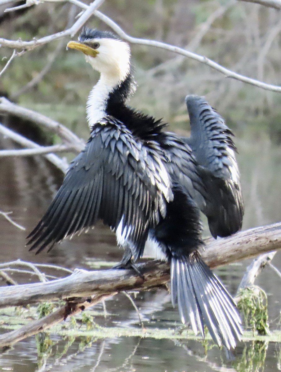 Little Pied Cormorant - ML642407991