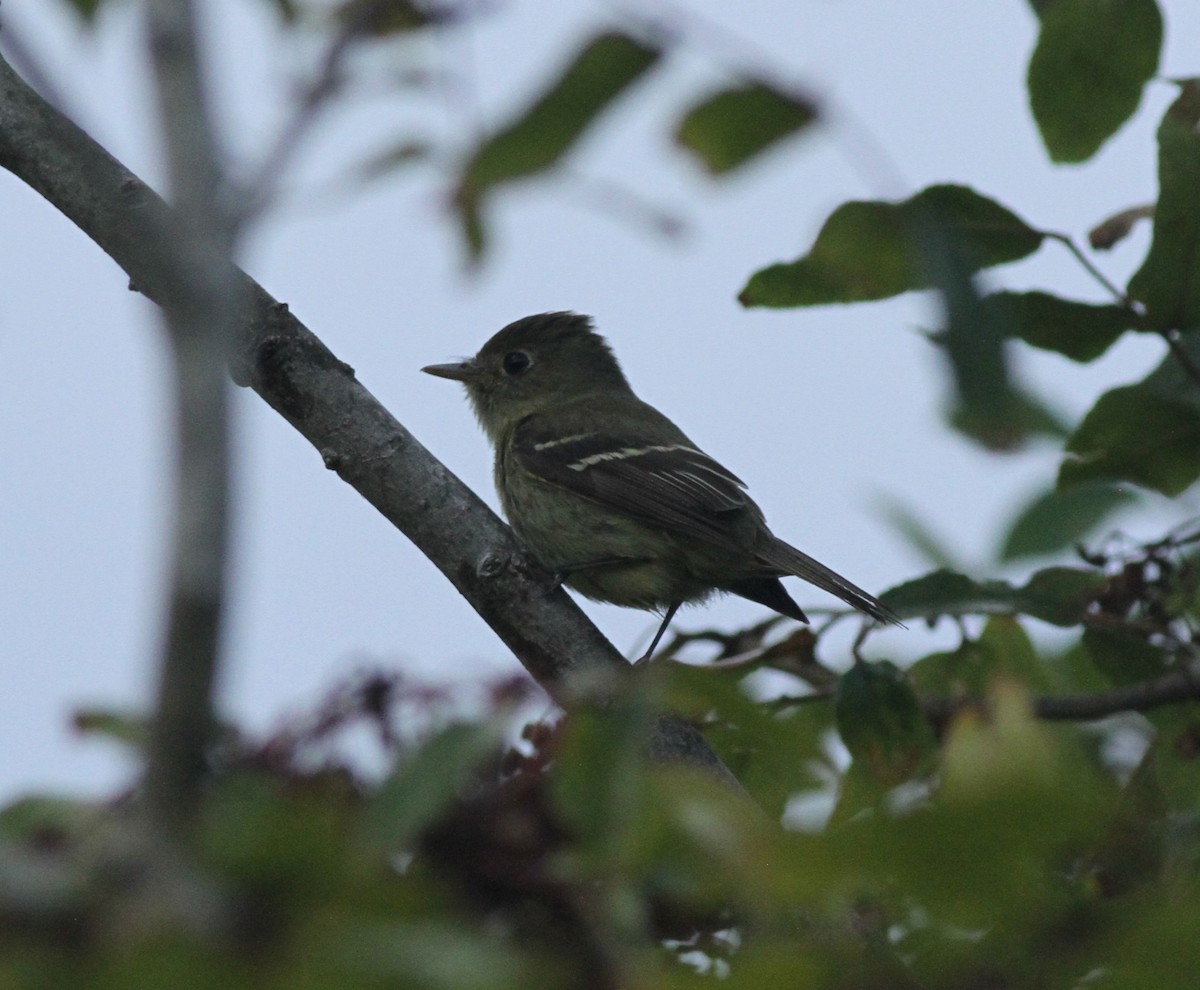 Yellow-bellied Flycatcher - ML642407992