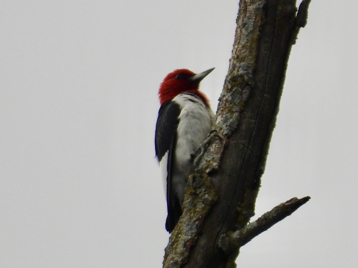 Red-headed Woodpecker - ML642407997