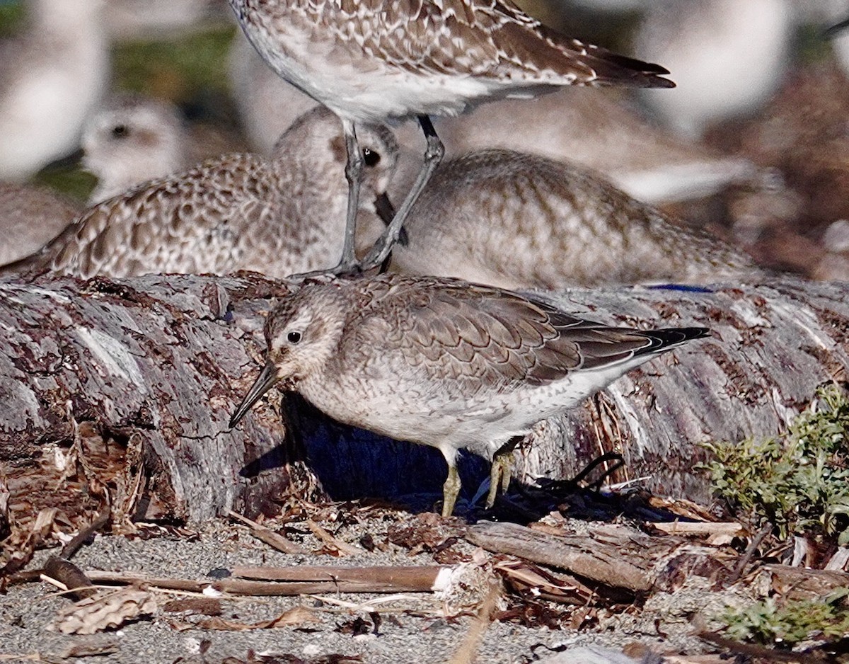 Red Knot - ML642408002
