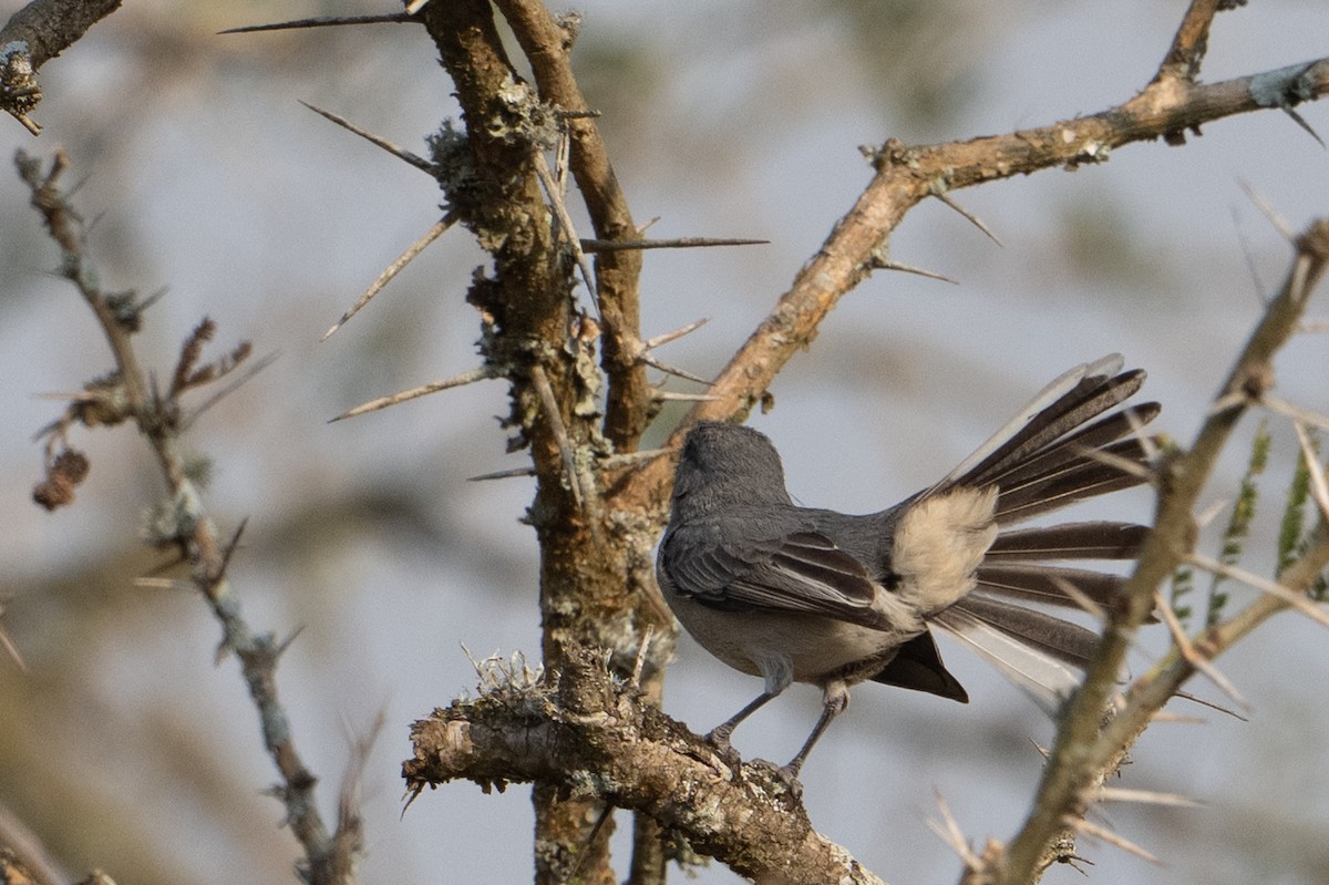 Gray Tit-Flycatcher - ML642408008