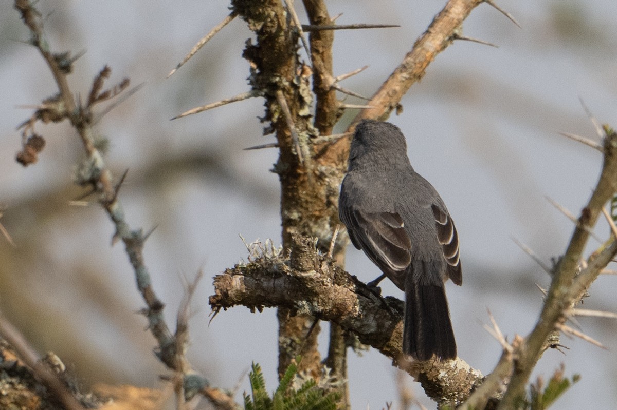 Gray Tit-Flycatcher - ML642408013