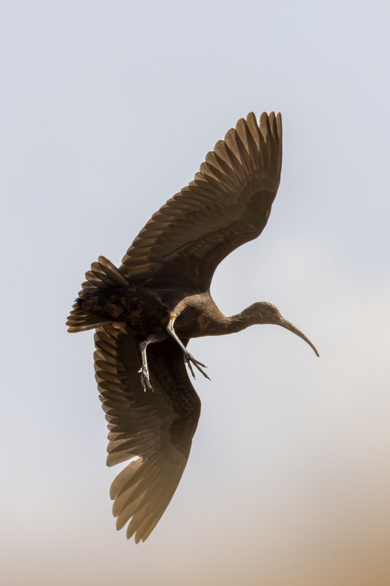 Puna Ibis - ML642408017