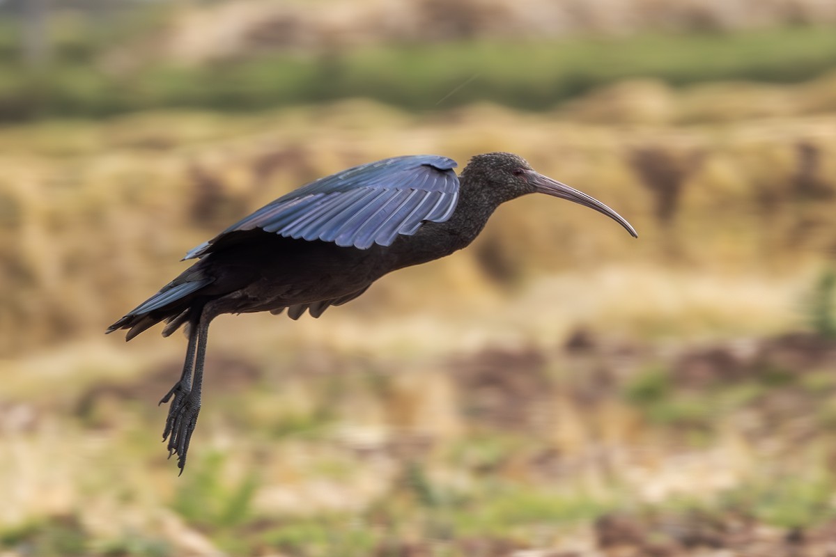 Puna Ibis - ML642408018