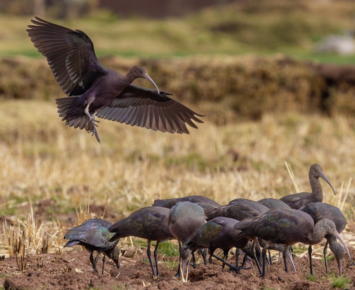 Puna Ibis - ML642408019