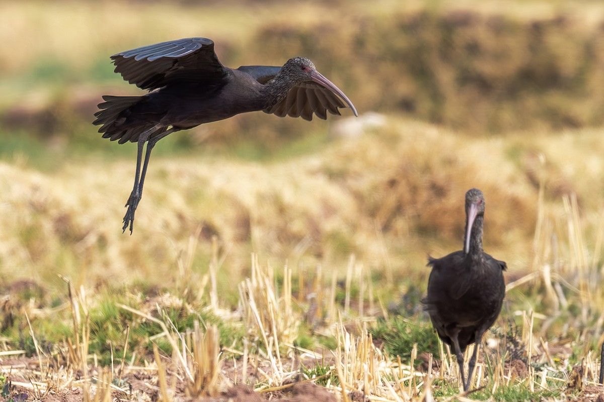 Puna Ibis - ML642408021