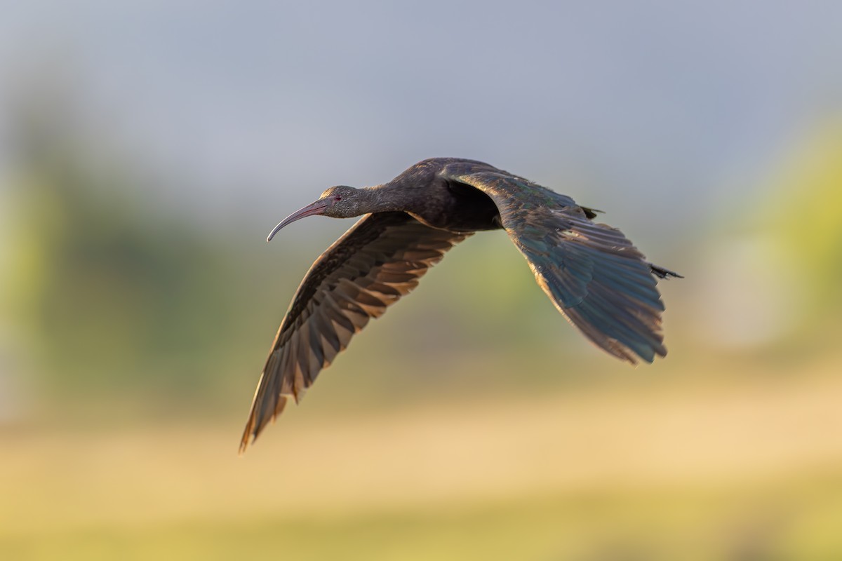 Puna Ibis - ML642408022
