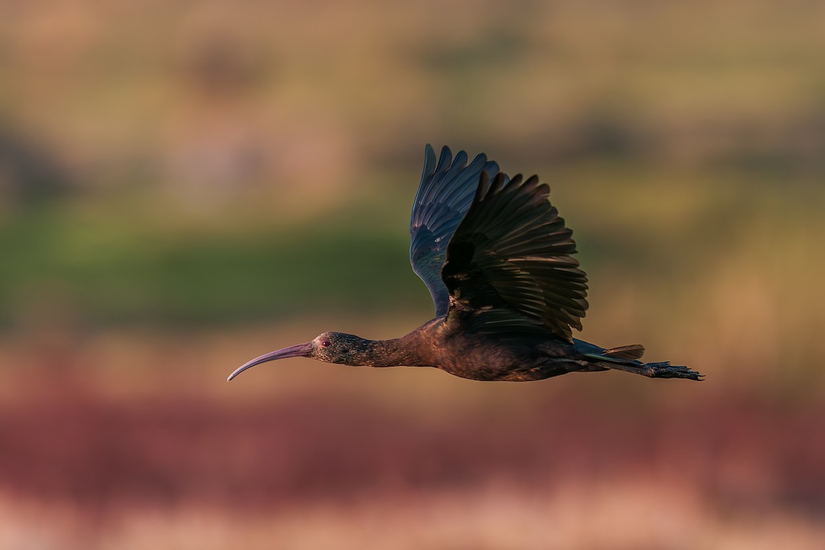 Puna Ibis - ML642408023