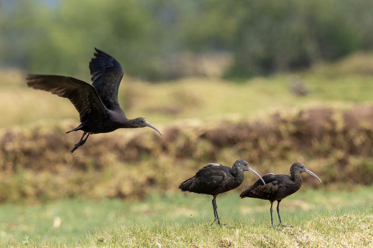 Puna Ibis - ML642408025