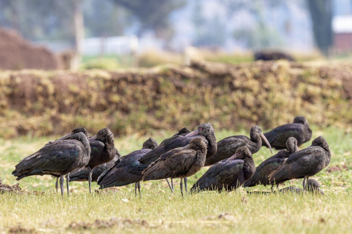 Puna Ibis - ML642408026