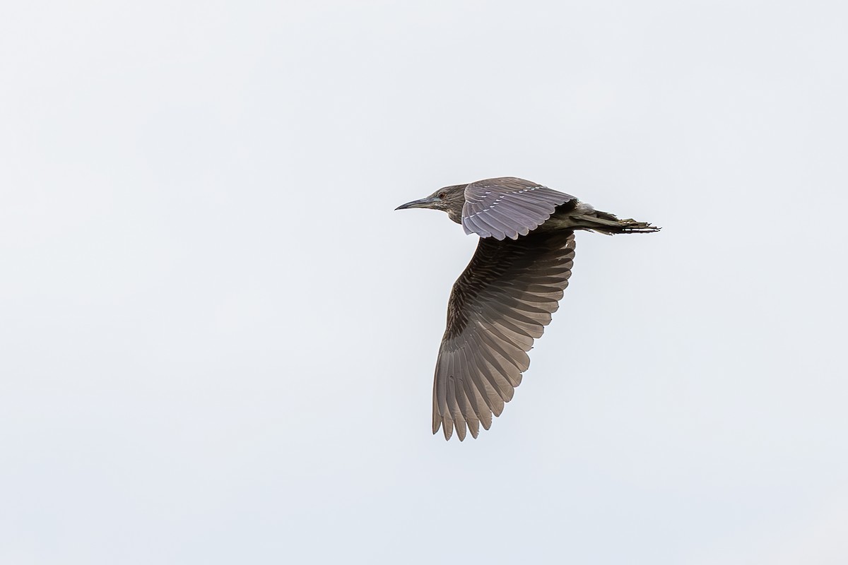 Black-crowned Night Heron - ML642408039