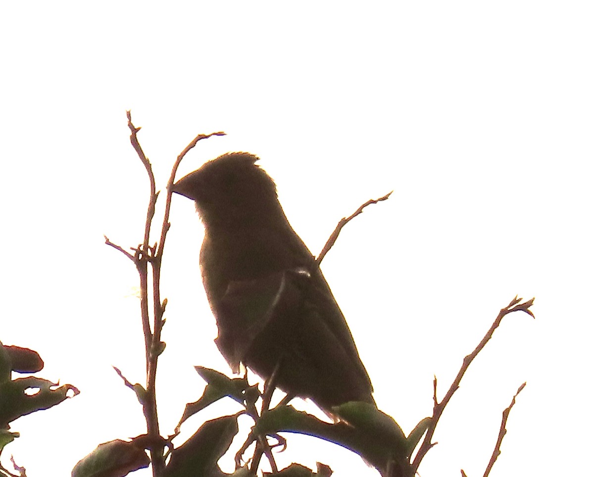 Blue Grosbeak - ML642408040