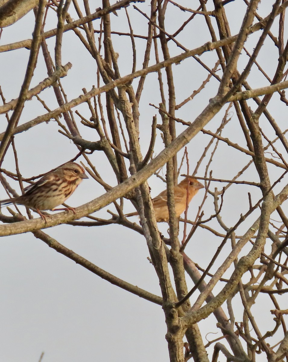 Blue Grosbeak - ML642408041
