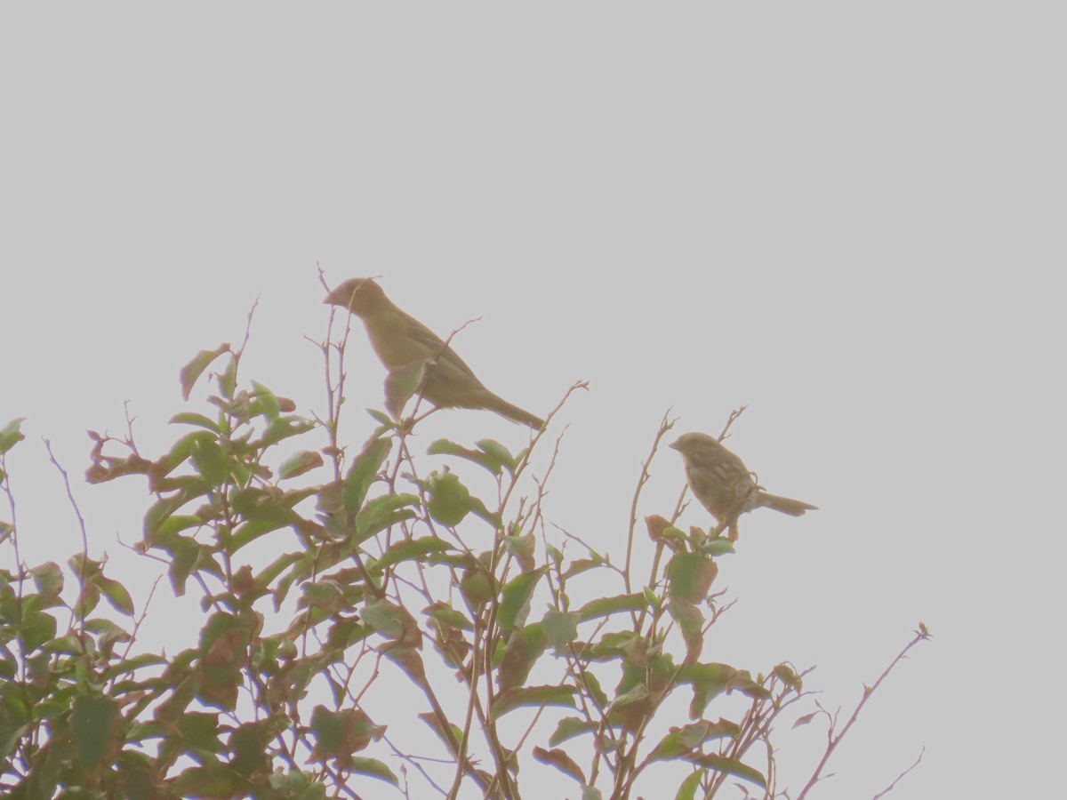 Blue Grosbeak - ML642408042