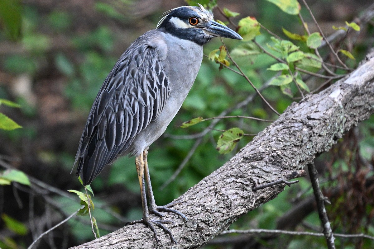Yellow-crowned Night Heron - ML642408052
