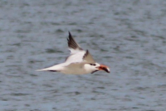 Royal Tern - ML642408054