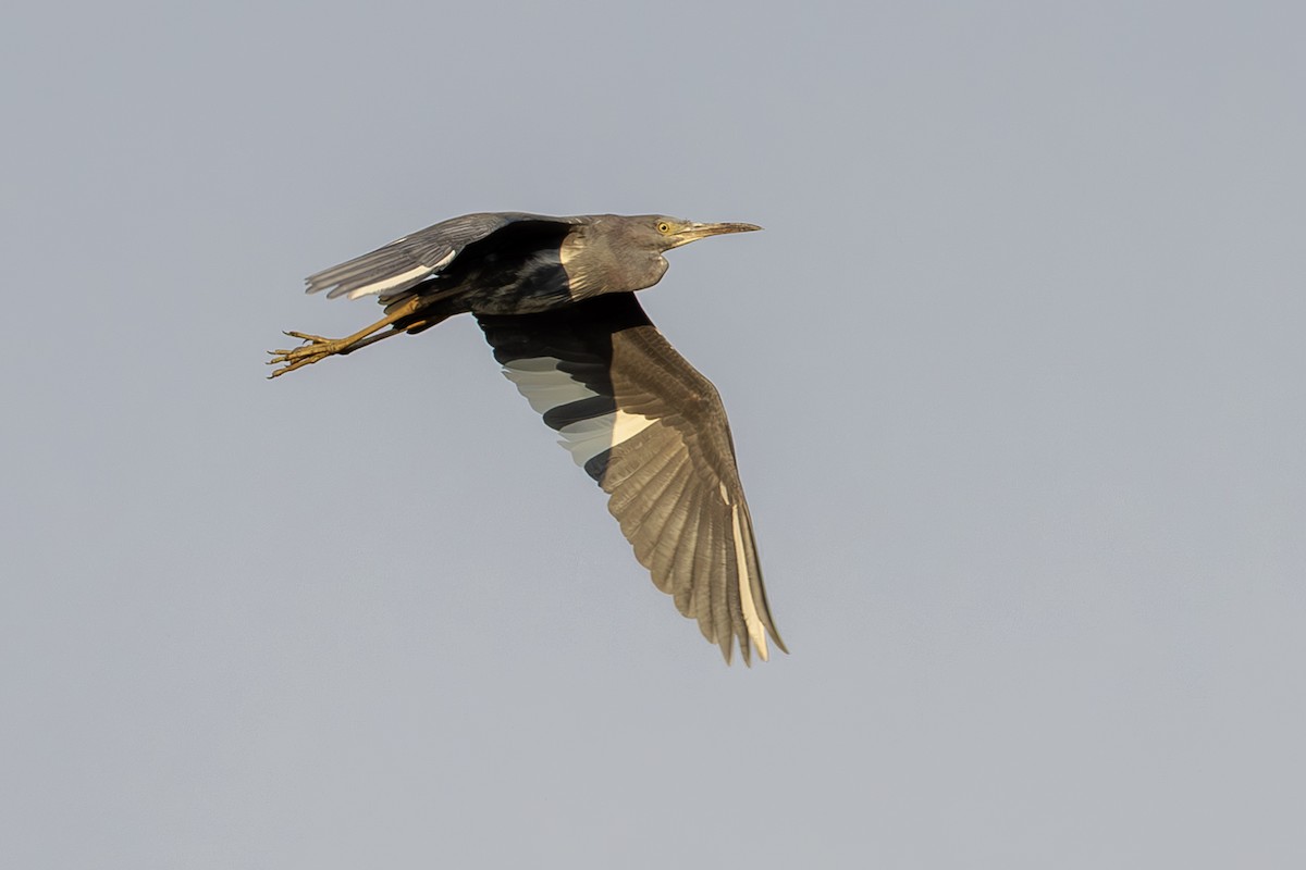 Little Blue Heron - ML642408059