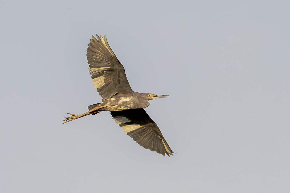 Little Blue Heron - ML642408060