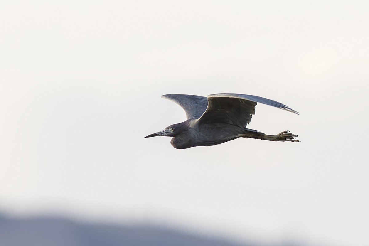 Little Blue Heron - ML642408061