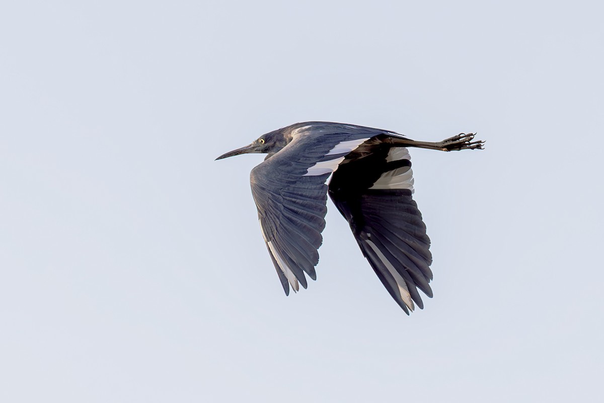 Little Blue Heron - ML642408062