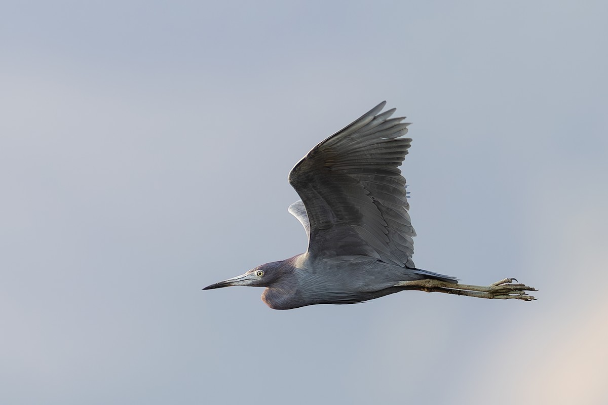 Little Blue Heron - ML642408063