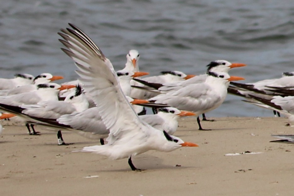 Royal Tern - ML642408064