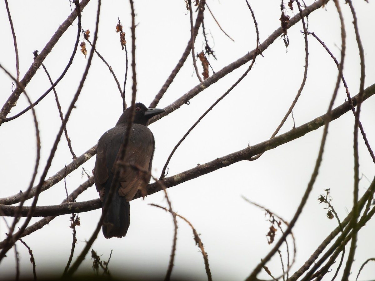 Halmahera Paradise-crow - ML642408066