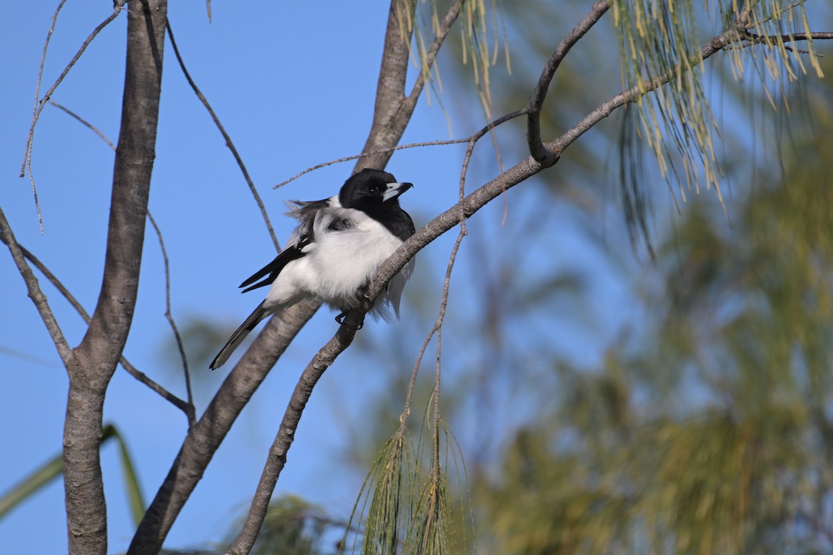 Pied Butcherbird - ML642408070