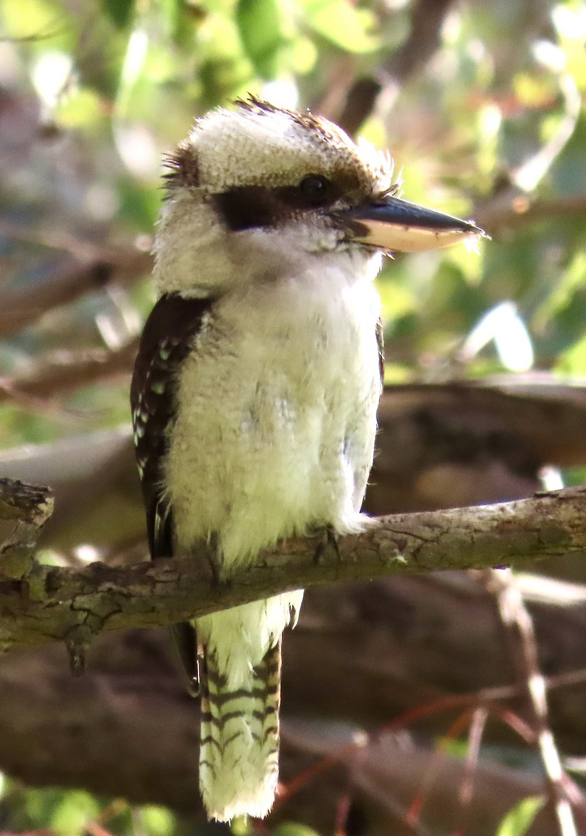 Laughing Kookaburra - ML642408075