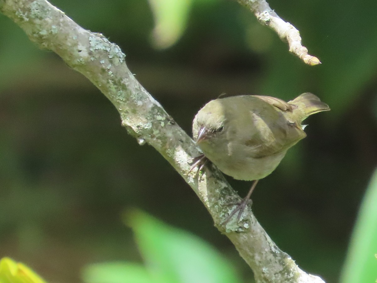 Black-faced Grassquit - ML642408077