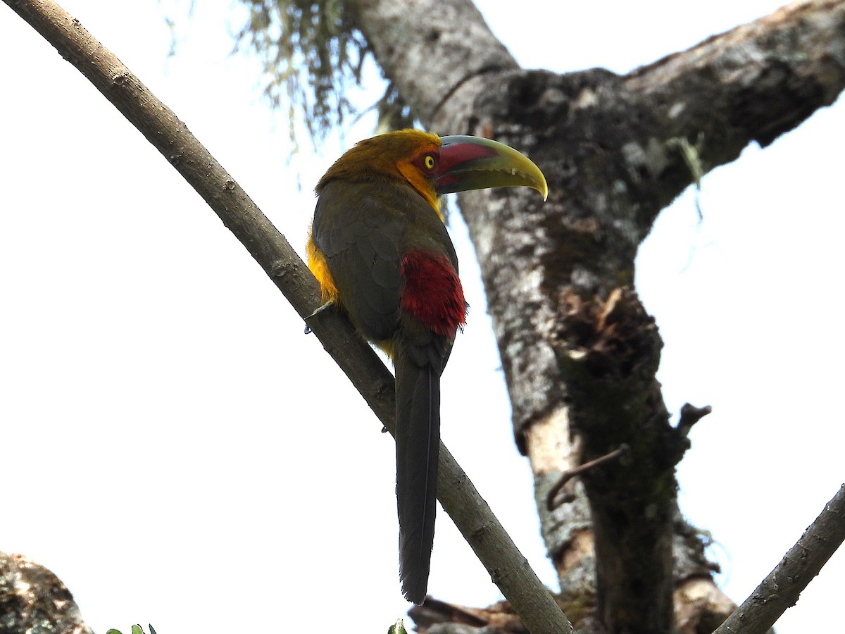 Saffron Toucanet - ML642408079