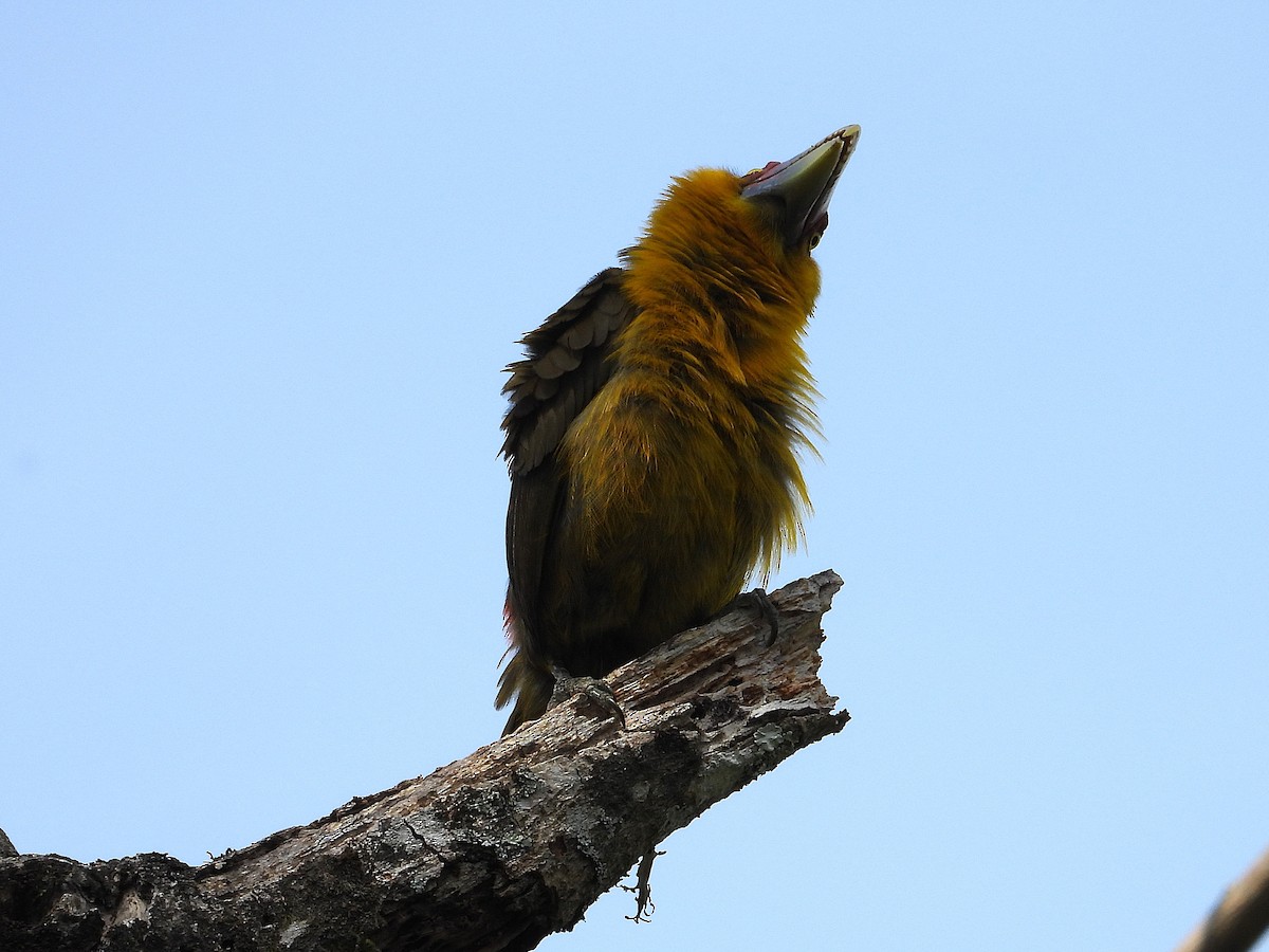 Saffron Toucanet - ML642408080