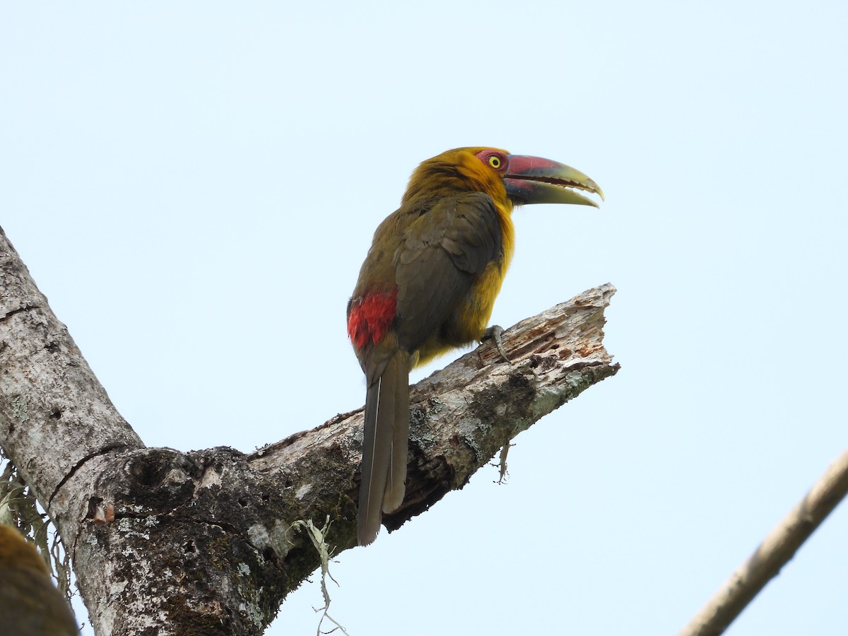 Saffron Toucanet - ML642408082