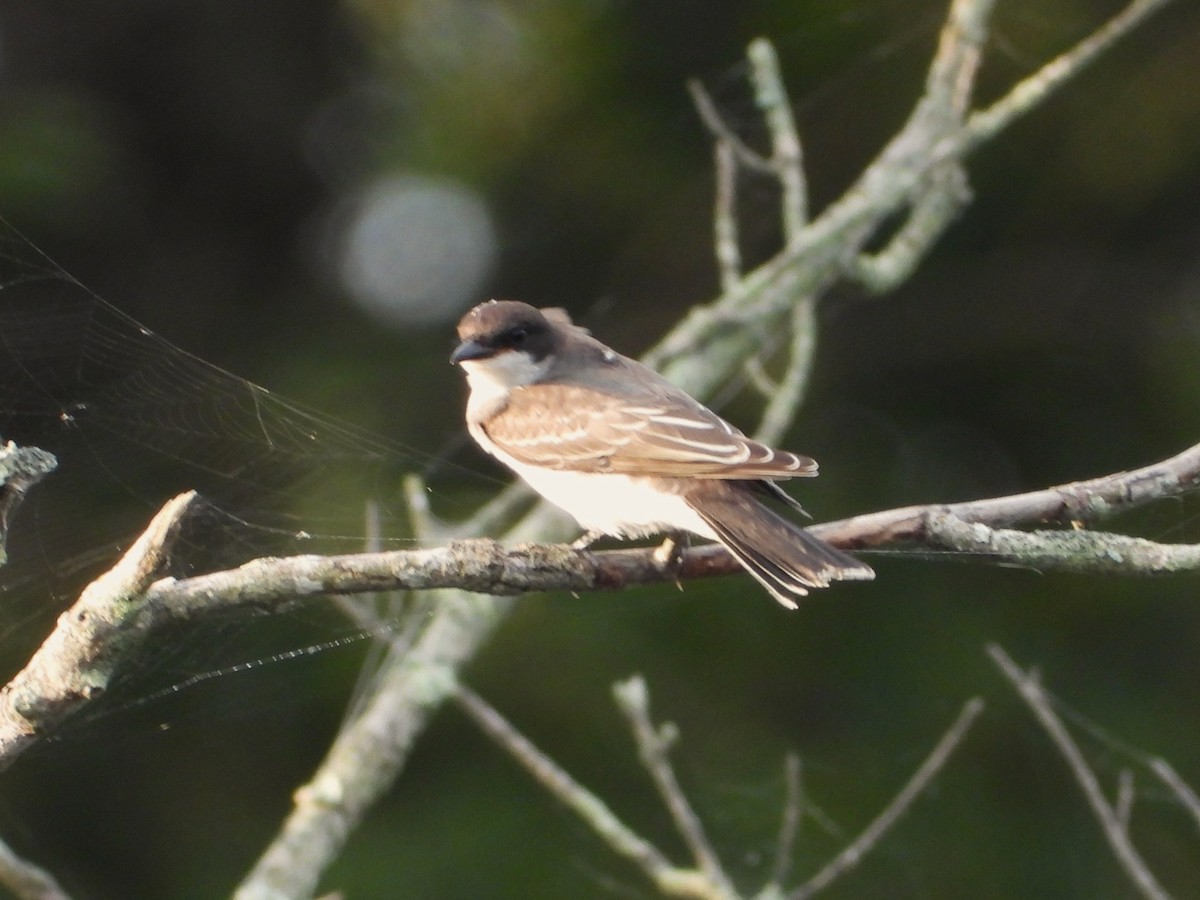 Eastern Kingbird - ML642408085
