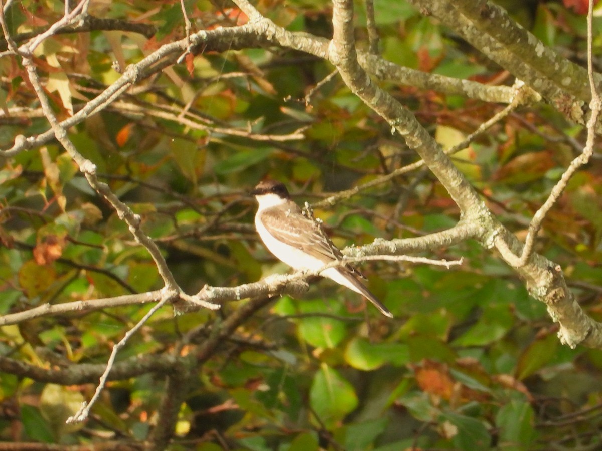 Eastern Kingbird - ML642408086