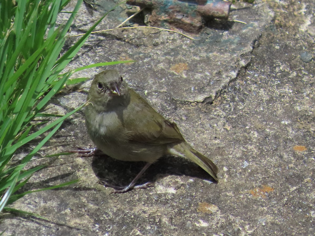 Black-faced Grassquit - ML642408087