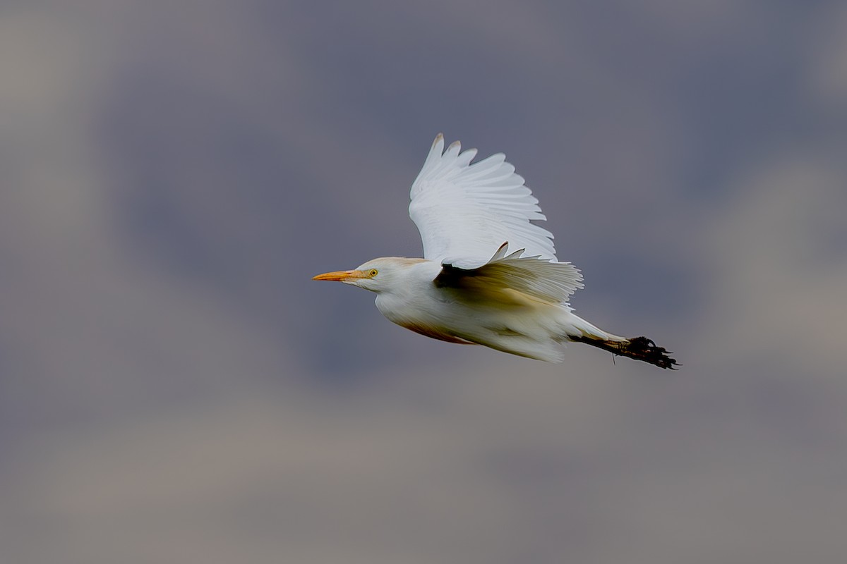 Western Cattle-Egret - ML642408089