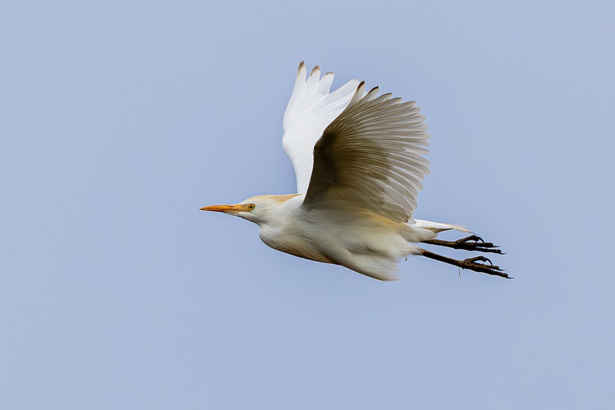 Western Cattle-Egret - ML642408090