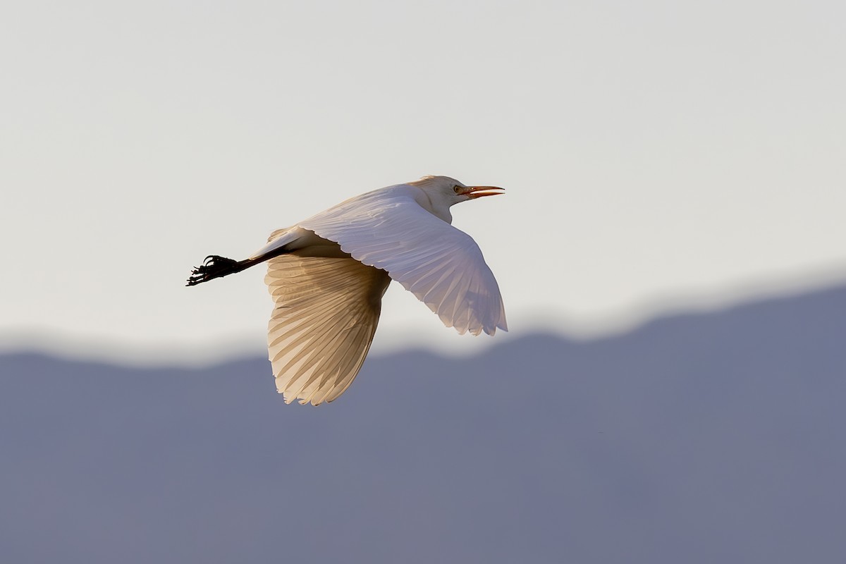 Western Cattle-Egret - ML642408091