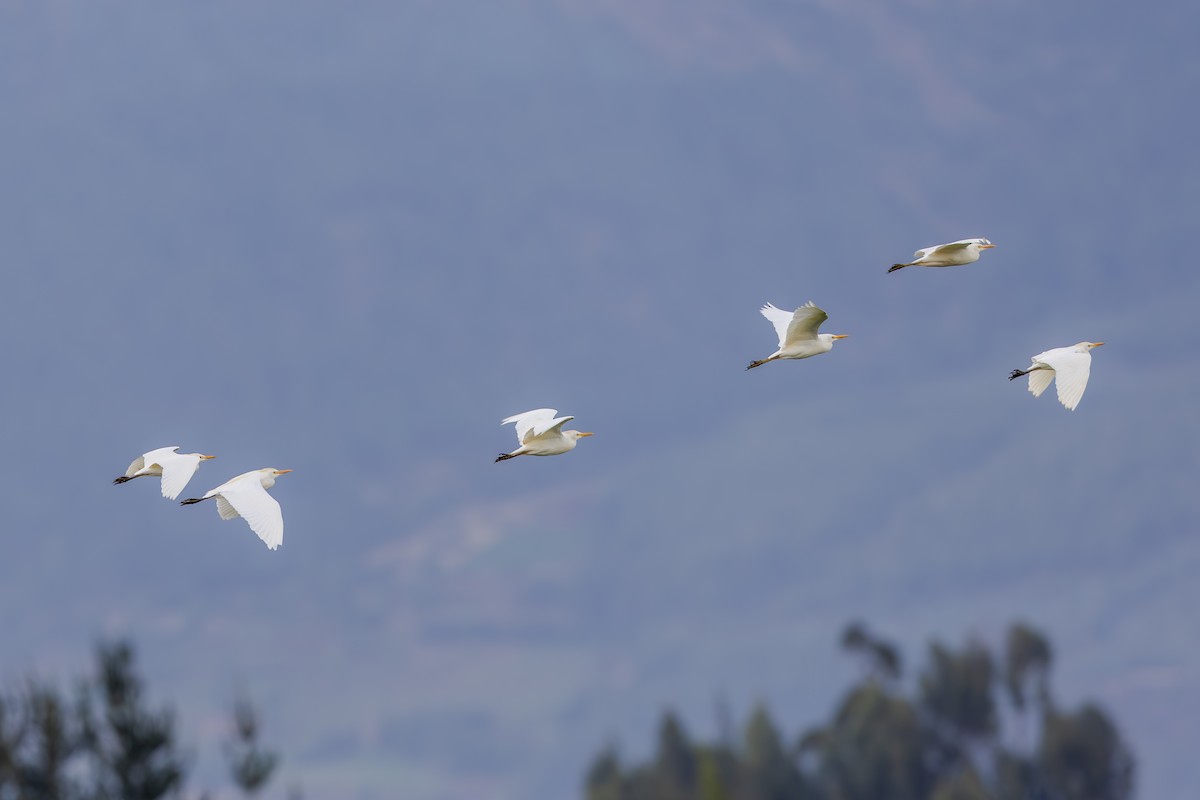 Western Cattle-Egret - ML642408092