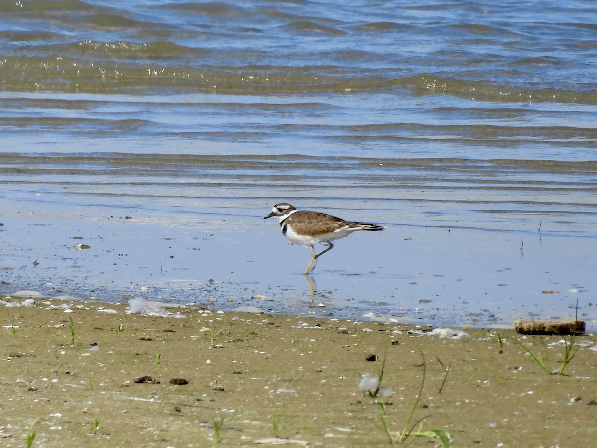 Killdeer - ML642408093